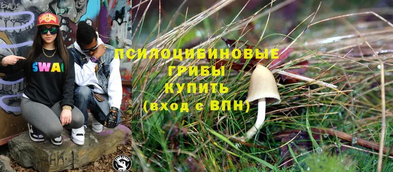 MEGA зеркало  Горбатов  Псилоцибиновые грибы Psilocybine cubensis 